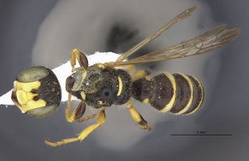Media type: image;   Entomology 31113 Aspect: habitus dorsal view
